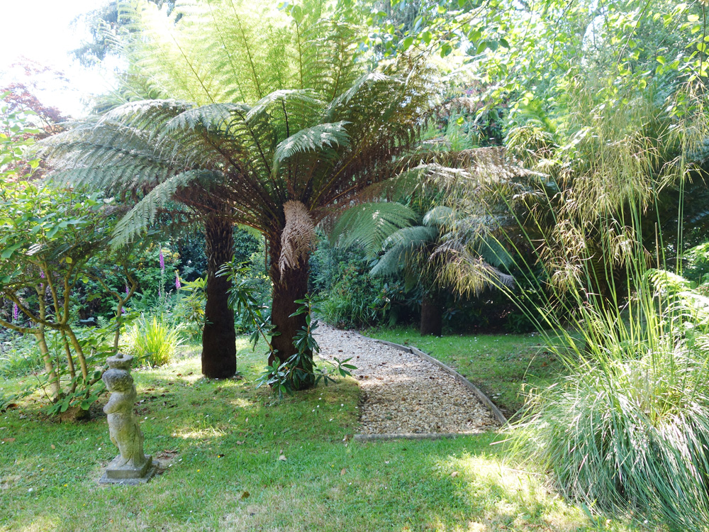 Trewince garden tree ferns